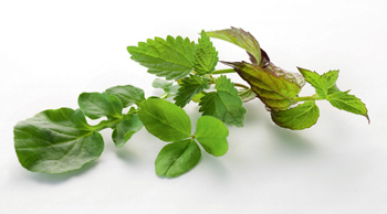 Wiberg Wilde Kräuter, Blütenmischung, getrocknet - 60 g - Aroma-Tresor