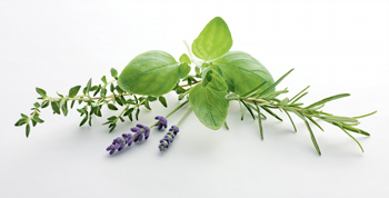 Wiberg Kräuter der Provence, getrocknet - 220 g - Aroma-Tresor Wiberg Kräuter der Provence, getrocknet - 220 g - Aroma-Tresor
