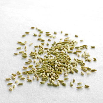 Wiberg Fenchel, ganz - 390 g - Aroma-Tresor Wiberg Fenchel, ganz - 390 g - Aroma-Tresor