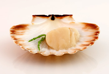 echte Jakobsmuschelschale, als Servierschale oder Dekoration geeignet, ca. Ø 11 cm - - lose echte Jakobsmuschelschale, als Servierschale oder Dekoration geeignet, ca. Ø 11 cm - - lose