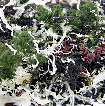 Kaiso Dried Seaweed Mix, Seetang getrocknet, 6 Algensorten für Kaiso Salat - 100 g - Beutel