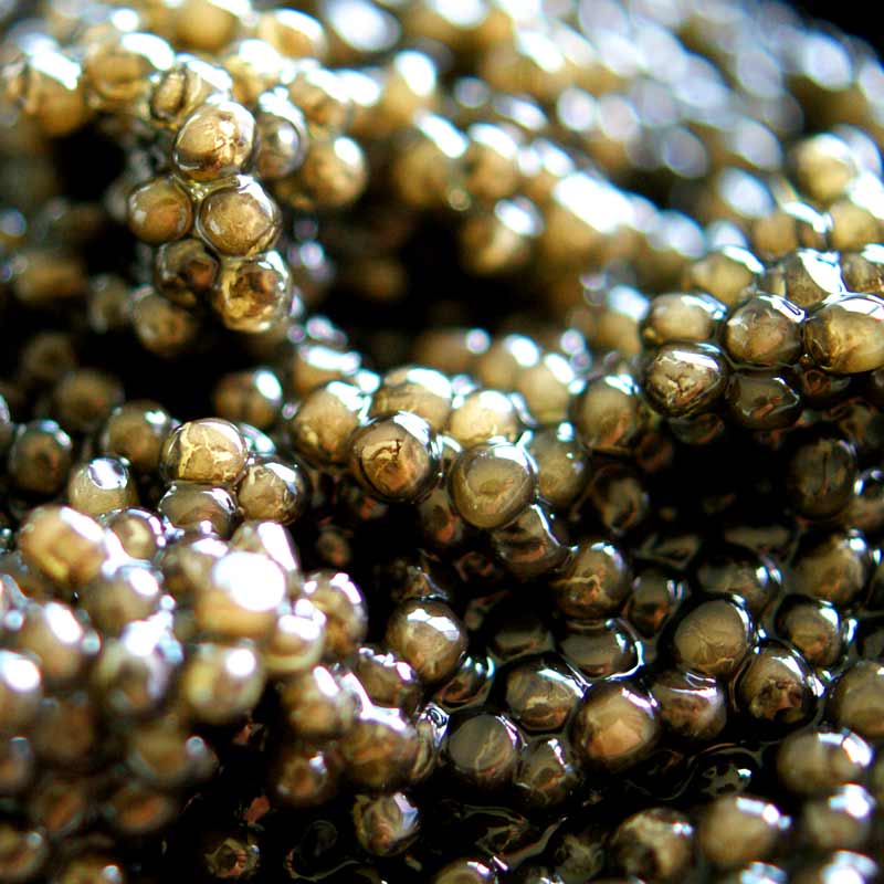 Desietra Osietra caviar gueldenstaedtii, aquaculture, sans conservateurs - 50 grammes - peut