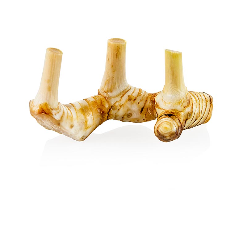 Galangal / Laos root, fresh - 500 g - pack Galangal / Laos root, fresh - 500 g - pack