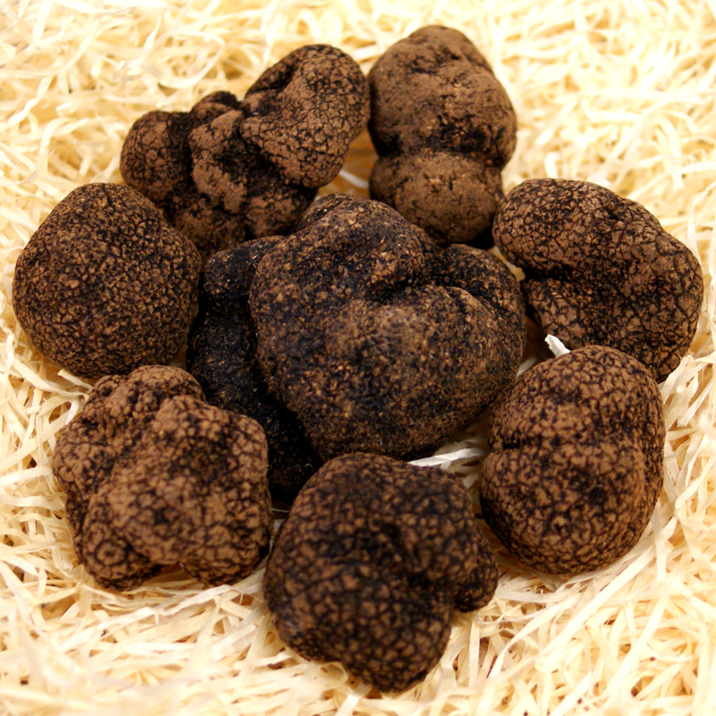 Truffe Truffe d`Asie, tuber indicum, lavee, d`octobre a avril (PRIX JOURNALIER) - par gramme - -