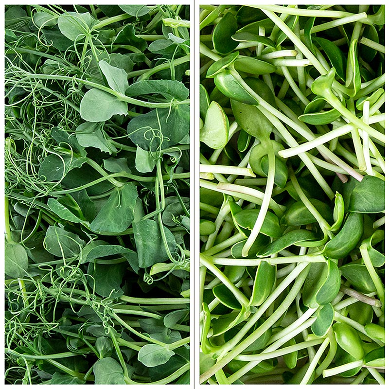 packed Microgreens MIX sunflower / pea, very young leaves / seedlings - 200 g - PE shell