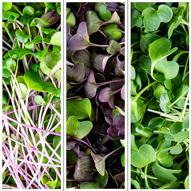 vollgepackt Microgreens MIX Rettich Radieschen, ganz junge Blätter / Keimlinge - 200 g - Pe-schale