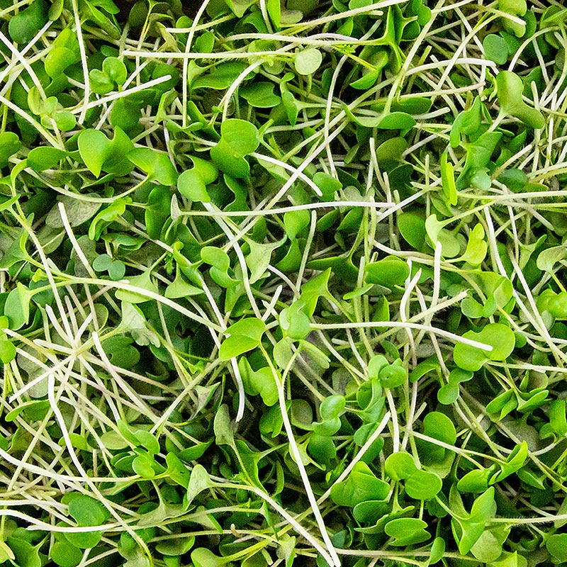 vollgepackt Microgreens Senf, ganz junge Blätter / Keimlinge - 75 g - Pe-schale