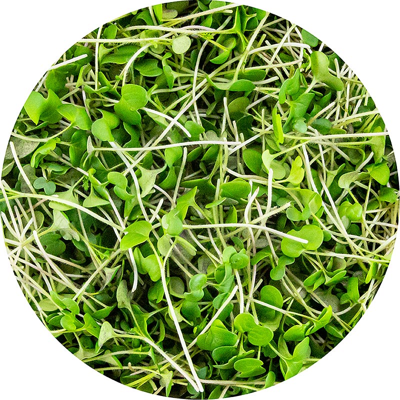 vollgepackt Microgreens Senf, ganz junge Blätter / Keimlinge - 75 g - Pe-schale