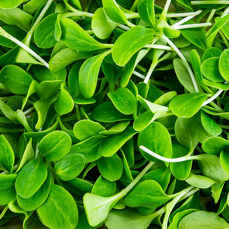 packed microgreens borage, very young leaves / seedlings - 50g - PE shell