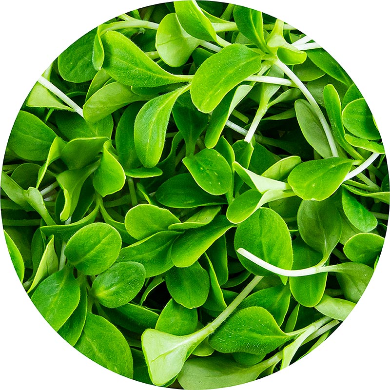 verpakte microgreens bernagie, zeer jonge bladeren / zaailingen - 50g - PE-schaal