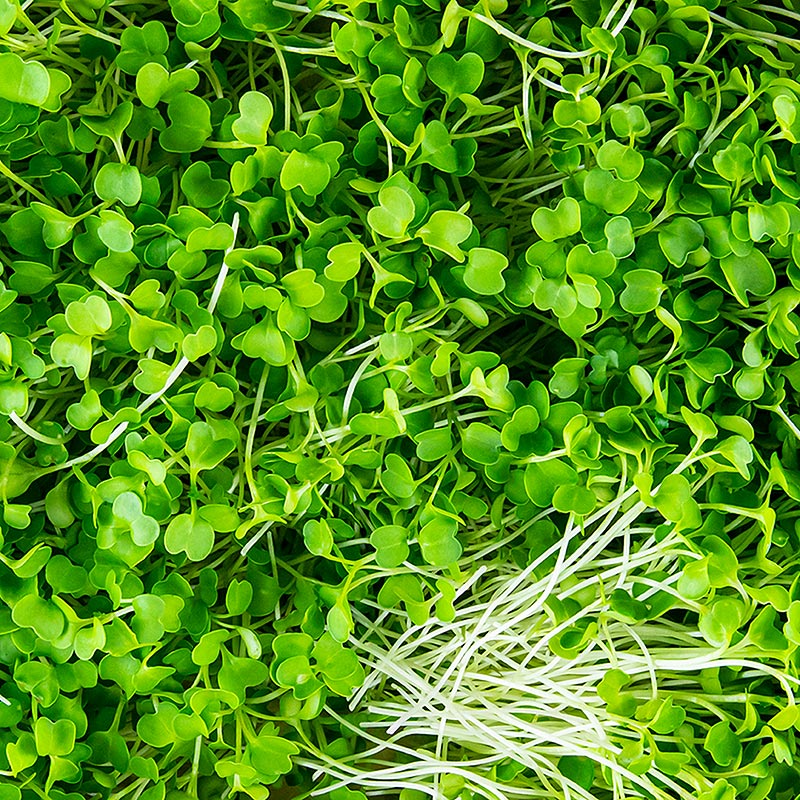 vollgepackt Microgreens Brokkoli, ganz junge Blätter / Keimlinge - 75 g - Pe-schale