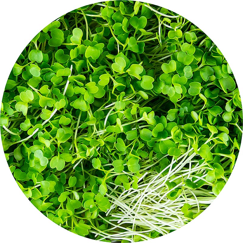 vollgepackt Microgreens Brokkoli, ganz junge Blätter / Keimlinge - 75 g - Pe-schale