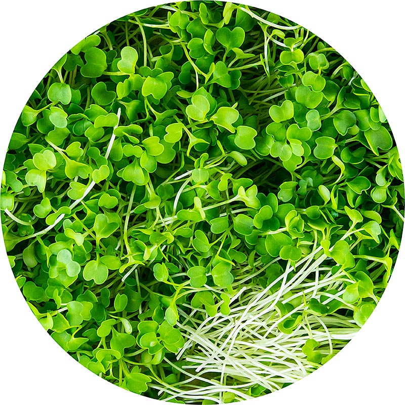 verpakte microgreens broccoli, zeer jonge bladeren / zaailingen - 75g - PE-schaal