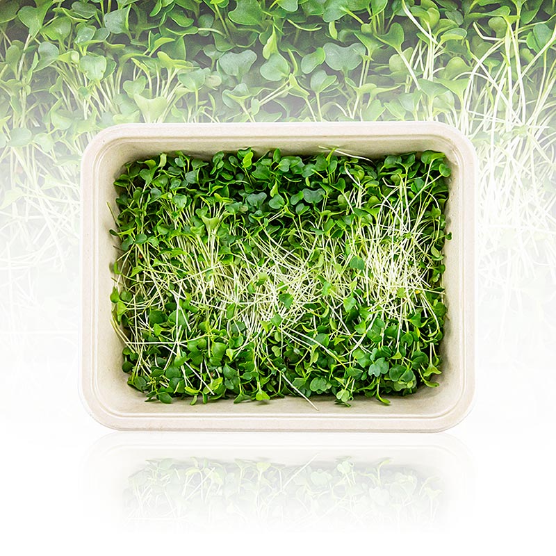 vollgepackt Microgreens Grünkohl, ganz junge Blätter / Keimlinge - 75 g - Pe-schale