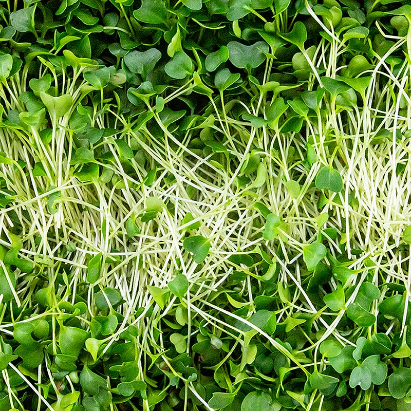 vollgepackt Microgreens Grünkohl, ganz junge Blätter / Keimlinge - 75 g - Pe-schale