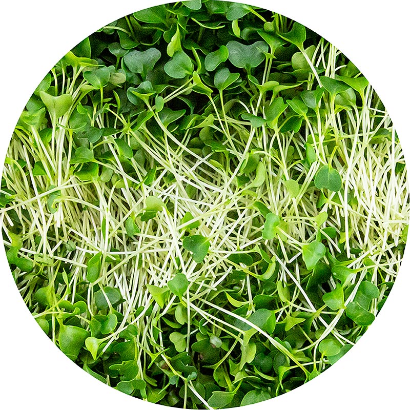 vollgepackt Microgreens Grünkohl, ganz junge Blätter / Keimlinge - 75 g - Pe-schale