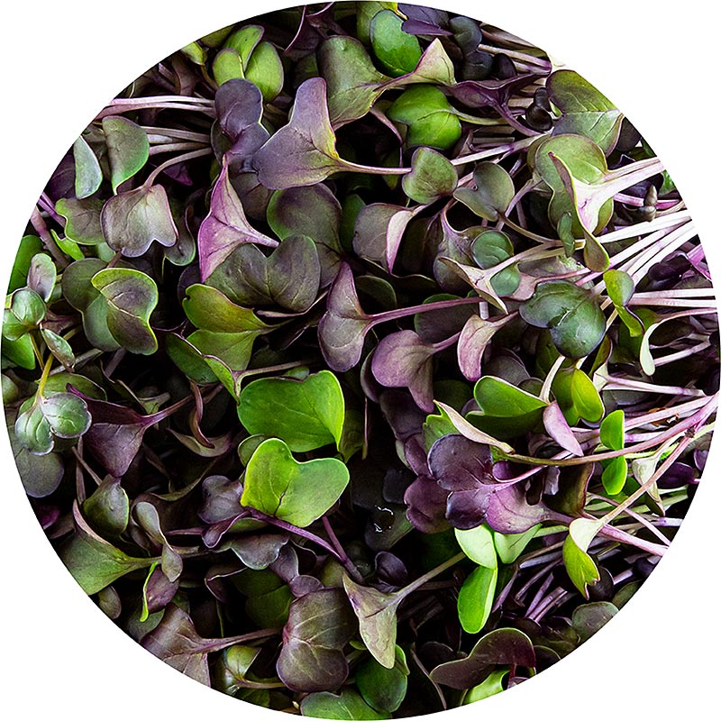 packed microgreens red radishes, very young leaves / seedlings - 100 g - PE shell
