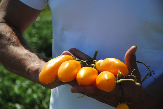 Pomodori pelati gialli, Gelbe Tomaten, ganz & geschält, Il pomodoro piu buono - 400 g - Dose