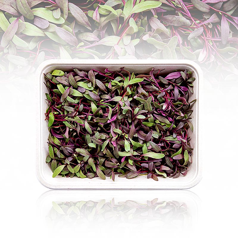 vollgepackt Microgreens Rote Beete, ganz junge Blätter / Keimlinge - 75 g - Pe-schale