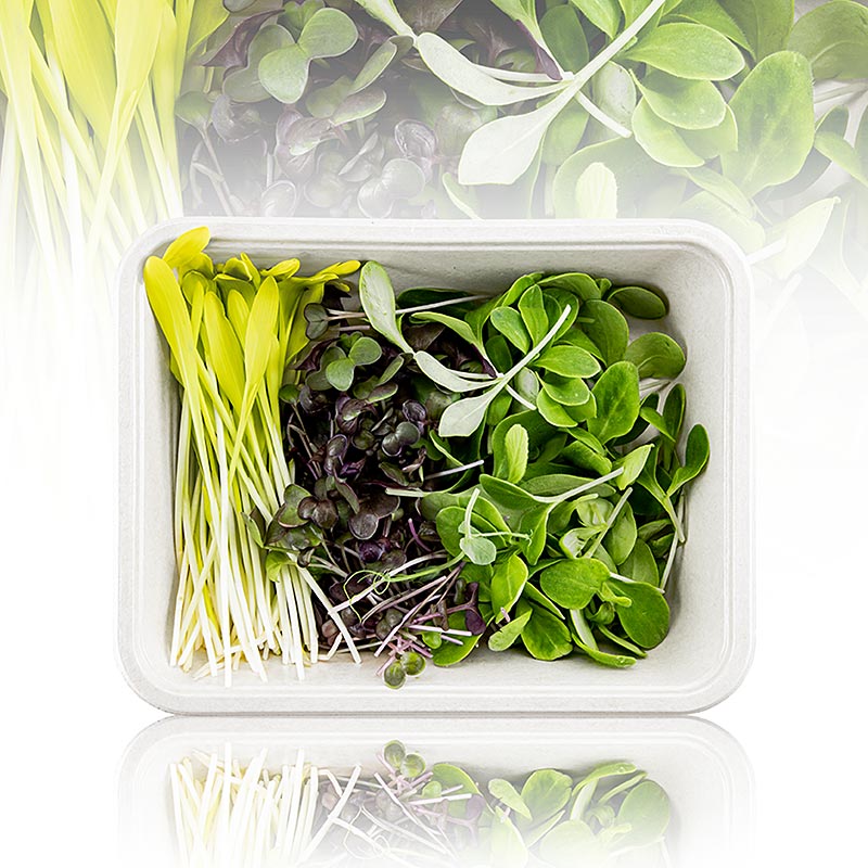vollgepackt Microgreens MIX MiniColorBox, 3 Sorten ganz junge Blätter / Keimlinge - 90 g, 3 x 30g - Pe-schale vollgepackt Microgreens MIX MiniColorBox, 3 Sorten ganz junge Blätter / Keimlinge - 90 g, 3 x 30g - Pe-schale