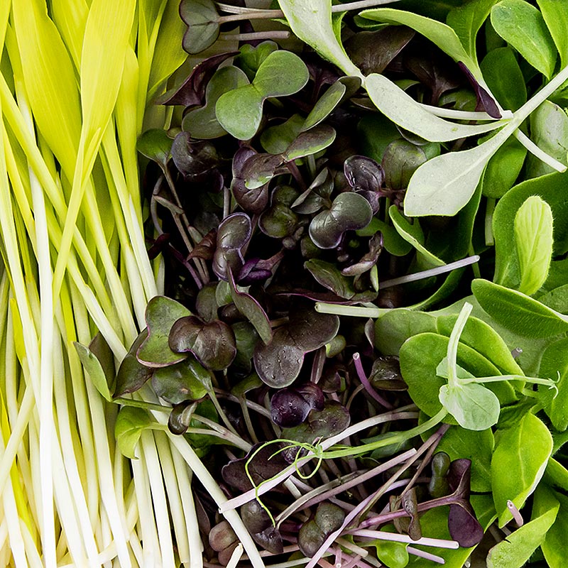 vollgepackt Microgreens MIX MiniColorBox, 3 Sorten ganz junge Blätter / Keimlinge - 90 g, 3 x 30g - Pe-schale