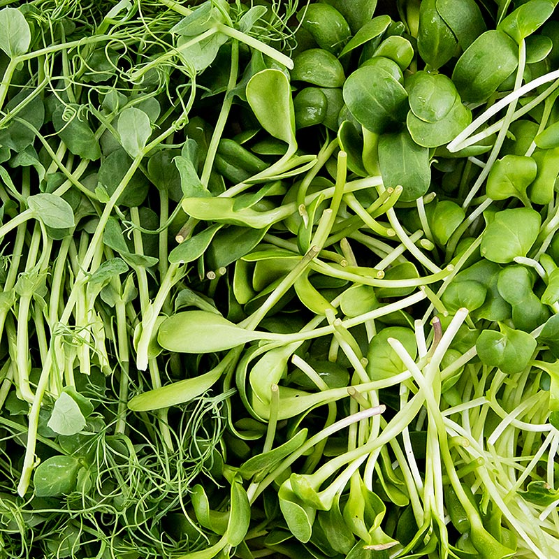 fully packed Microgreens MIX MiniGreenBox, 3 types of very young leaves / seedlings - 90g, 3x30g - PE shell