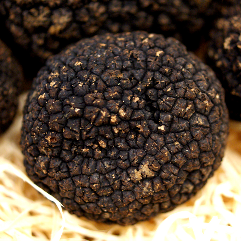 Truffla Sumartruffla fra Italiu / Burgundy truffla, tuber aestivum / uncinatum, thvegin, hnydhi fra ca 30g, fra april til desember (DAGSVERD) - a grammi - -