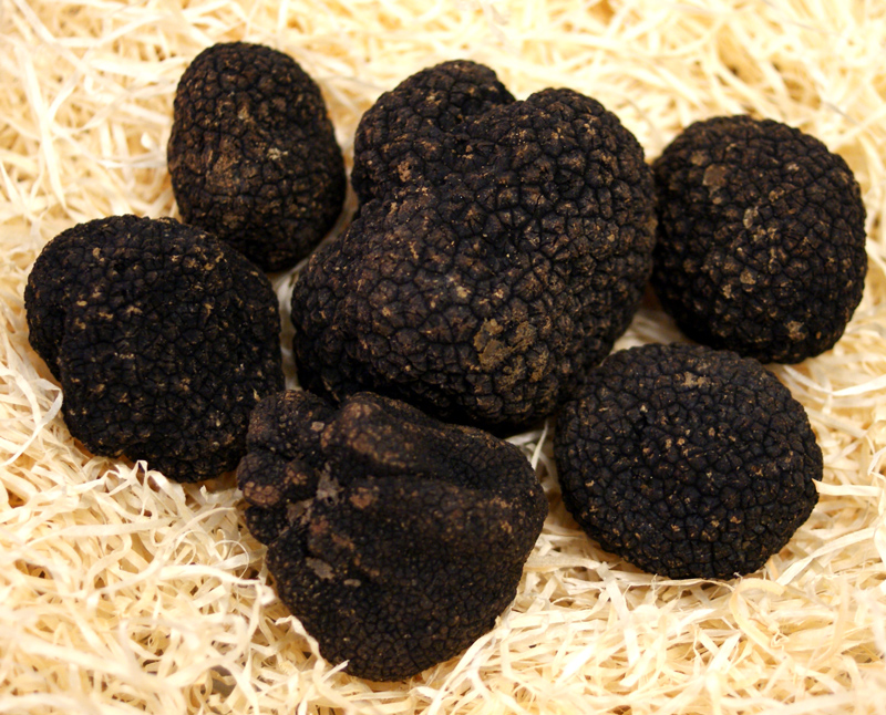 Truffle Truffle musim panas dari Italia / Truffle Burgundy, umbi aestivum / uncinatum, dicuci, umbi mulai sekitar 30g, dari bulan April hingga Desember (HARGA HARIAN) - per gram - -