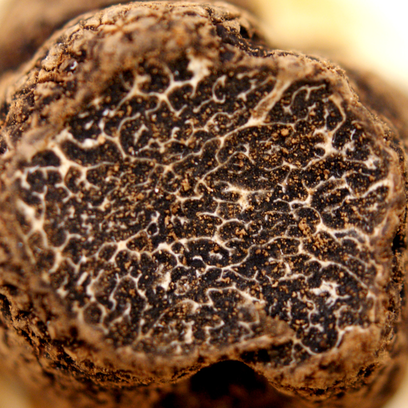 Truffle Asia truffle, tuber indicum, dicuci, dari Oktober hingga April (HARGA HARIAN) - per gram - -