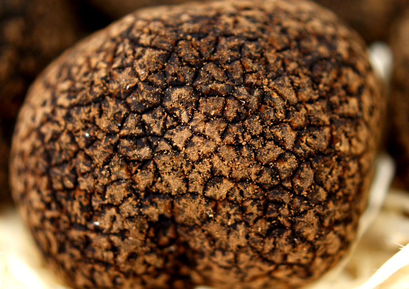 Truffle Asia truffle, tuber indicum, dicuci, dari Oktober hingga April (HARGA HARIAN) - per gram - -