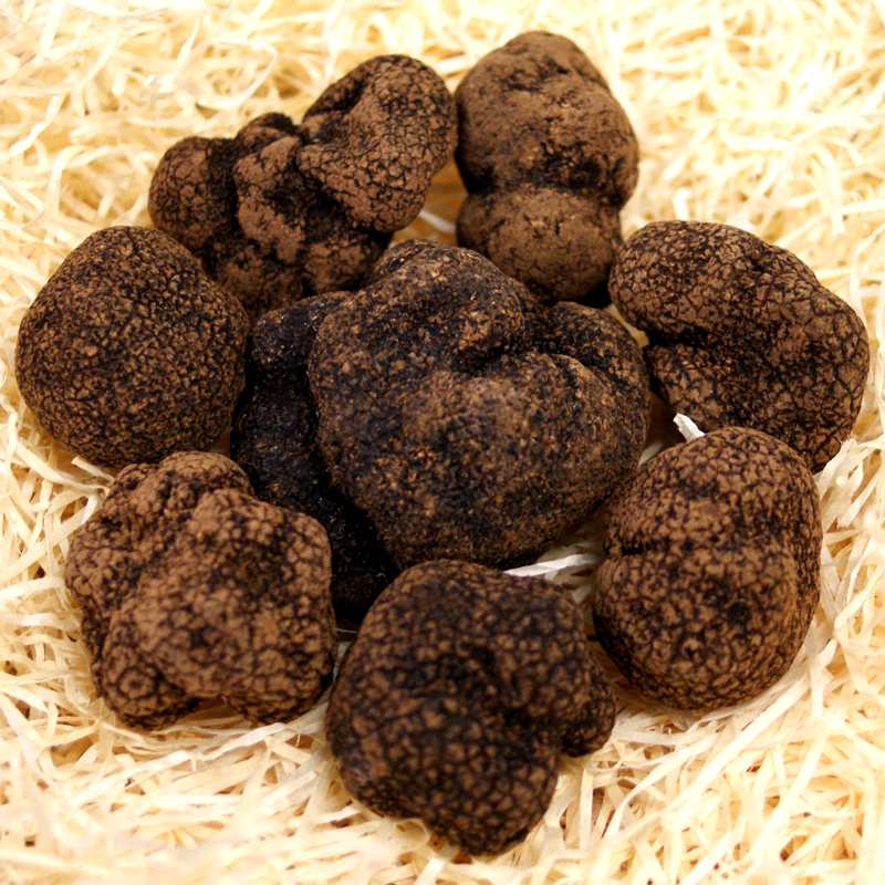 Truffla Asiu truffla, tuber indicum, thvegin, fra oktober til april (DAGSVERD) - a grammi - -