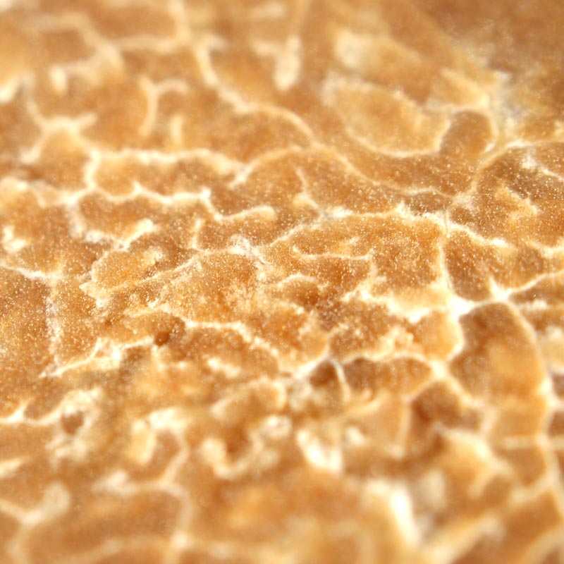 Truffla fersk hvit Alba truffla, tuber magnatum pico, La Bilancia, hnydhi fra ca 20g, fra oktober til loka desember (DAGSVERD) - a grammi - - Truffla fersk hvit Alba truffla, tuber magnatum pico, La Bilancia, hnydhi fra ca 20g, fra oktober til loka desember (DAGSVERD) - a grammi - -