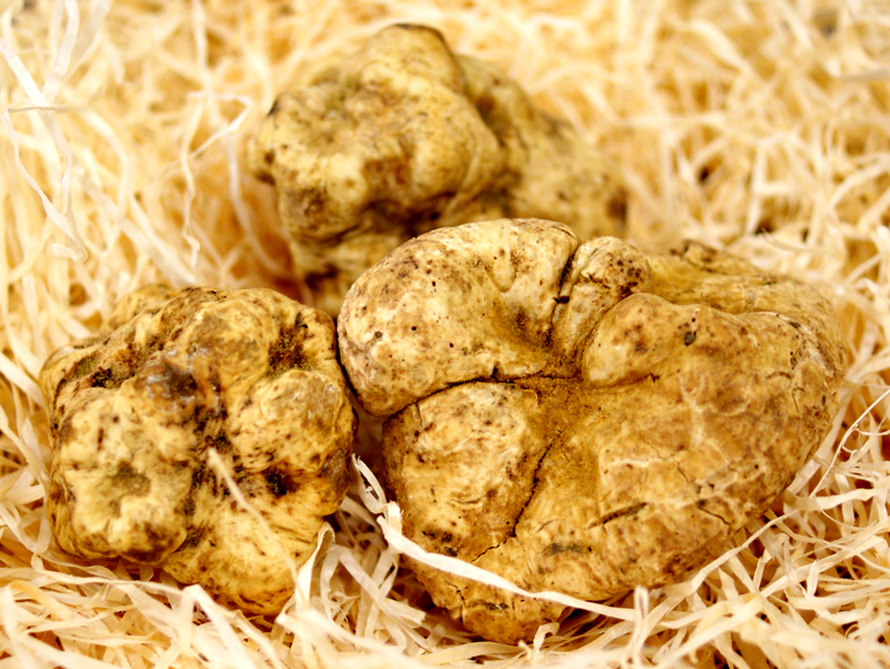 Tartufo Tartufo bianco - Tuber magnatum pico dell`Umbria, fresco dall`Italia, disponibile da circa 20 g in su, da ottobre a dicembre (PREZZO GIORNALIERO) - per grammo - -