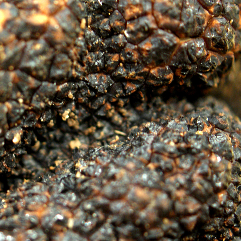 Tartufi invernali - Tartufi pregiati freschi dall`Italia, Tuber melanosporum, tuberi da circa 30 g, da dicembre a marzo (PREZZO GIORNALIERO) - per grammo - -