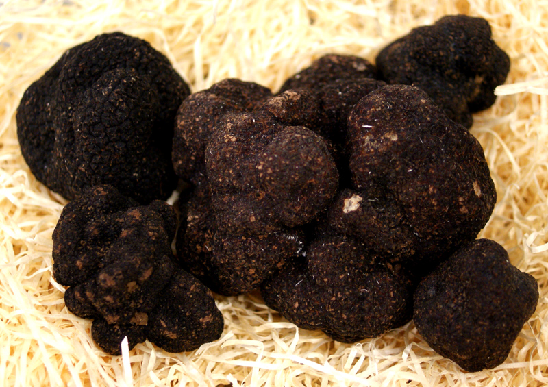 Vintertroefler - Fine troefler ferske fra Spania, Tuber melanosporum, knoller fra ca. 30 g, fra november til mars (DAGENS PRIS) - per gram - -