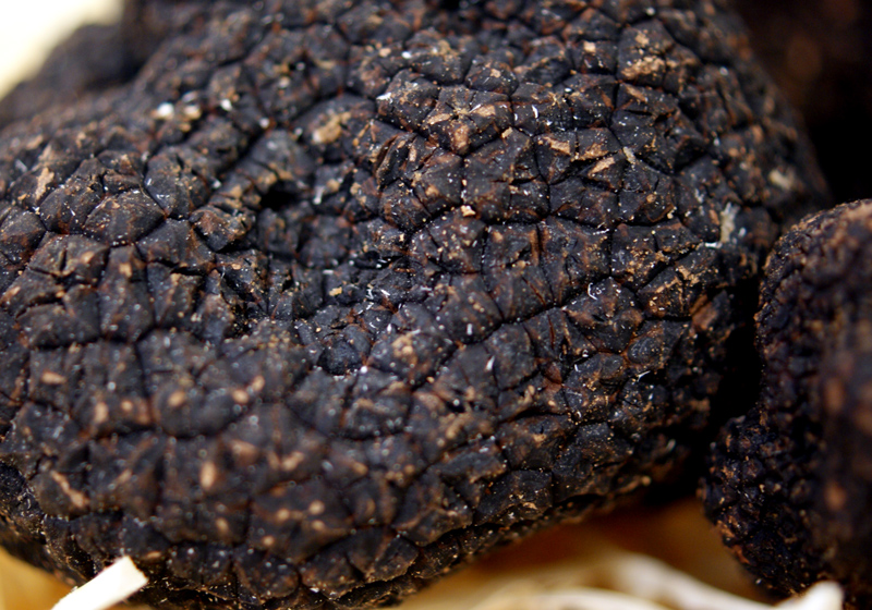 Tartufo Tartufo pregiato invernale fresco dalla Spagna, tuber melanosporum, tuberi da circa 30 g, da novembre a marzo (PREZZO GIORNALIERO) - per grammo - -