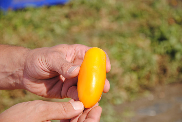 Pomodori pelati gialli, tomat kuning, utuh dan kupas, Il pomodoro piu buono - 400 gram - Bisa