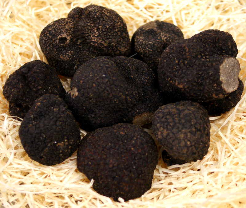 Trufas de Inverno - Trufas Premium EXTRA da Franca - Tuber melanosporum, frescas, tuberculos de aproximadamente 25 g, de novembro a marco (PRECO DIARIO) - por grama - -