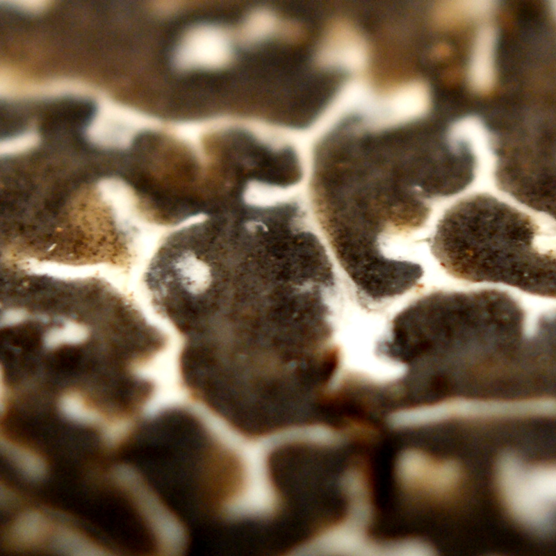 Vetrartrufflur - Urvals trufflur EXTRA fra Frakklandi - Tuber melanosporum, ferskar, hnydhi fra u.th.b. 25 g, fra november til mars (DAGLEG VERD) - a grammi - -