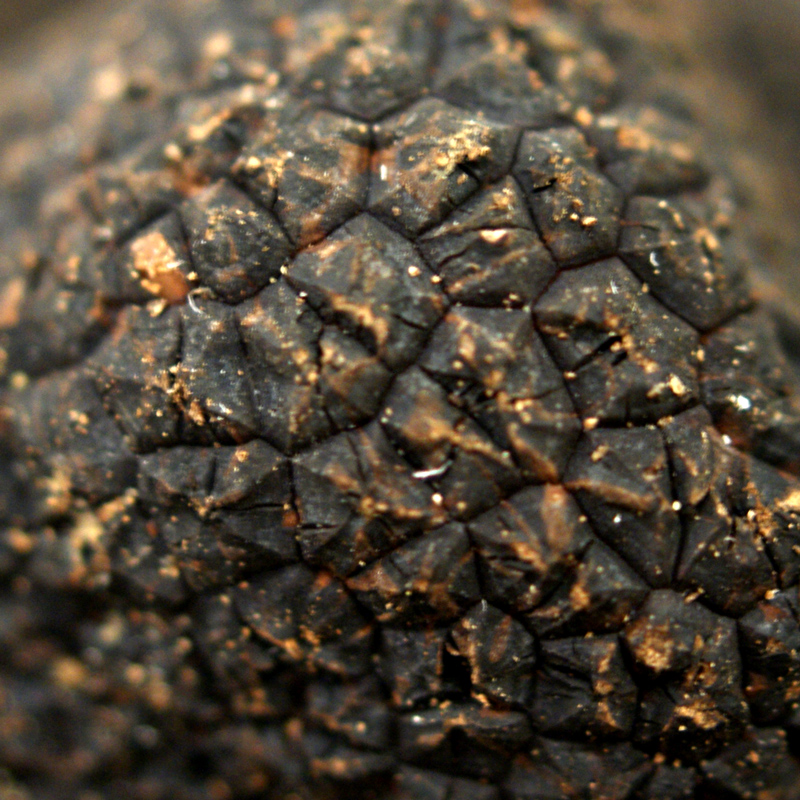 Tryffeli Talvi hieno tryffeli EXTRA Ranskasta - mukula melanosporum, tuore, mukulat n. 25 g, marraskuusta maaliskuuhun (PAIVITTAINHINTA) - grammaa kohti - -