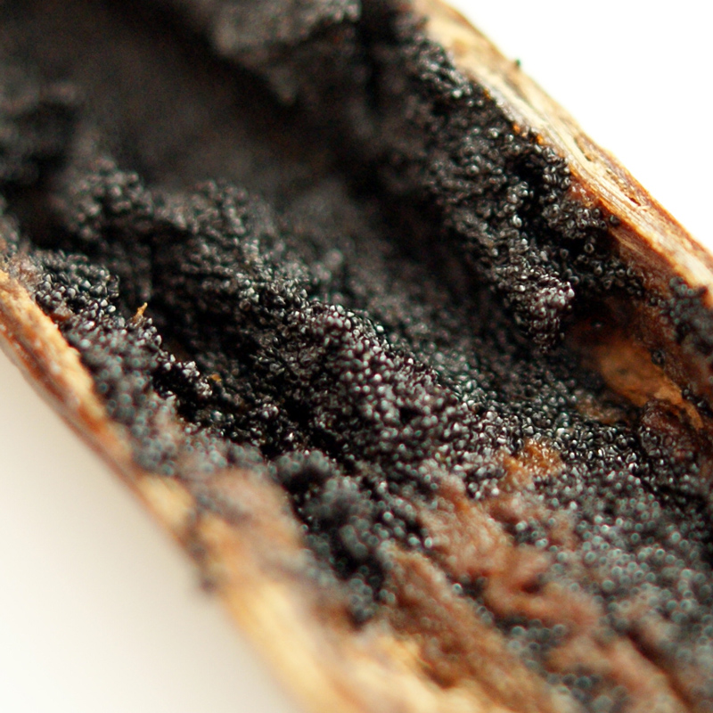 Beines de vainilla borbonica de Madagascar, 1 beina - 1 peca / 3,5 g aprox - Bossa Beines de vainilla borbonica de Madagascar, 1 beina - 1 peca / 3,5 g aprox - Bossa