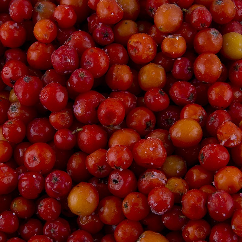 Edle Ebereschen - Edulis, ganz - 1 kg - Beutel Edle Ebereschen - Edulis, ganz - 1 kg - Beutel