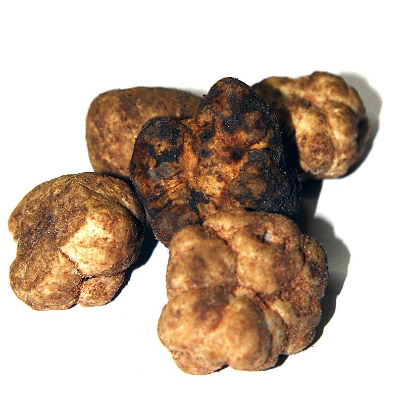 Truffle Bianchetti - tuber albidum, tambahan truffle spring putih, segar, Itali (HARGA HARIAN) - setiap gram - -
