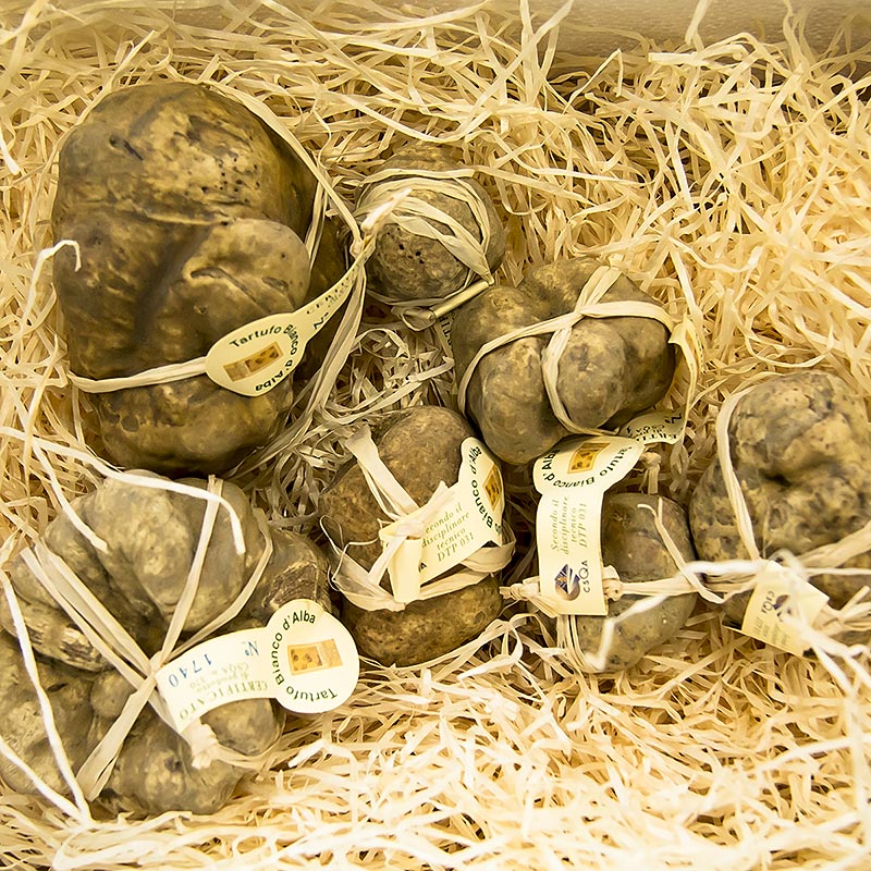 Trufa branca - de Alba (Tuber magnatum pico) - CERTIFICADO ALBA, EMBALADO INDIVIDUALMENTE - por grama - Solto