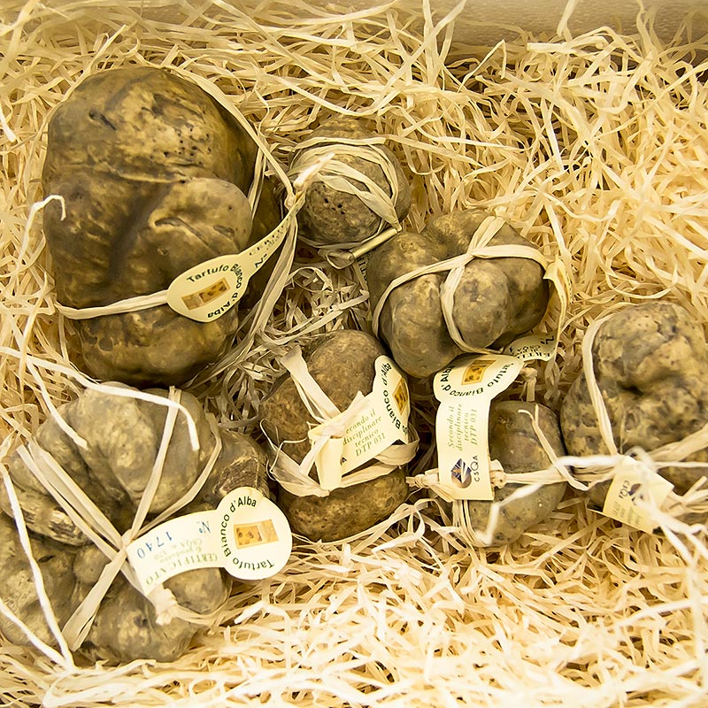 Tartufo Bianco - d`Alba (Tuber magnatum pico) - CERTIFICATO ALBA, CONFEZIONATO SINGOLARMENTE - per grammo - Sciolto