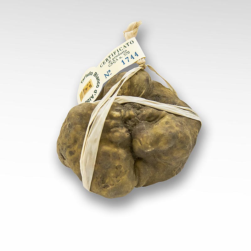 Tartufo Bianco - d`Alba (Tuber magnatum pico) - CERTIFICATO ALBA, CONFEZIONATO SINGOLARMENTE - per grammo - Sciolto