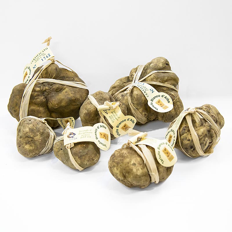 Tartufo Bianco - d`Alba (Tuber magnatum pico) - CERTIFICATO ALBA, CONFEZIONATO SINGOLARMENTE - per grammo - Sciolto