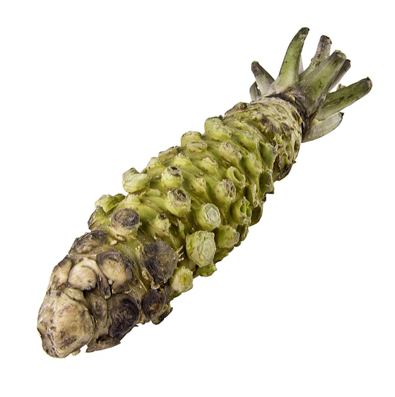 Wasabi, fresco, intero, Giappone - circa 120 g - vuoto Wasabi, fresco, intero, Giappone - circa 120 g - vuoto