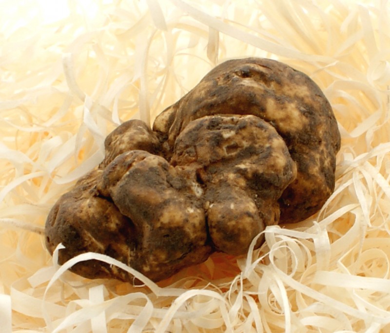 Fersk hvit truffla - Austur-Evropa, Tuber magnatum pico, (DAGLEGT VERD) - a grammi - Laust