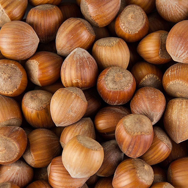 Hazelnut, utuh dalam cangkang, 22 / 24mm, Prancis - 1kg - tas Hazelnut, utuh dalam cangkang, 22 / 24mm, Prancis - 1kg - tas